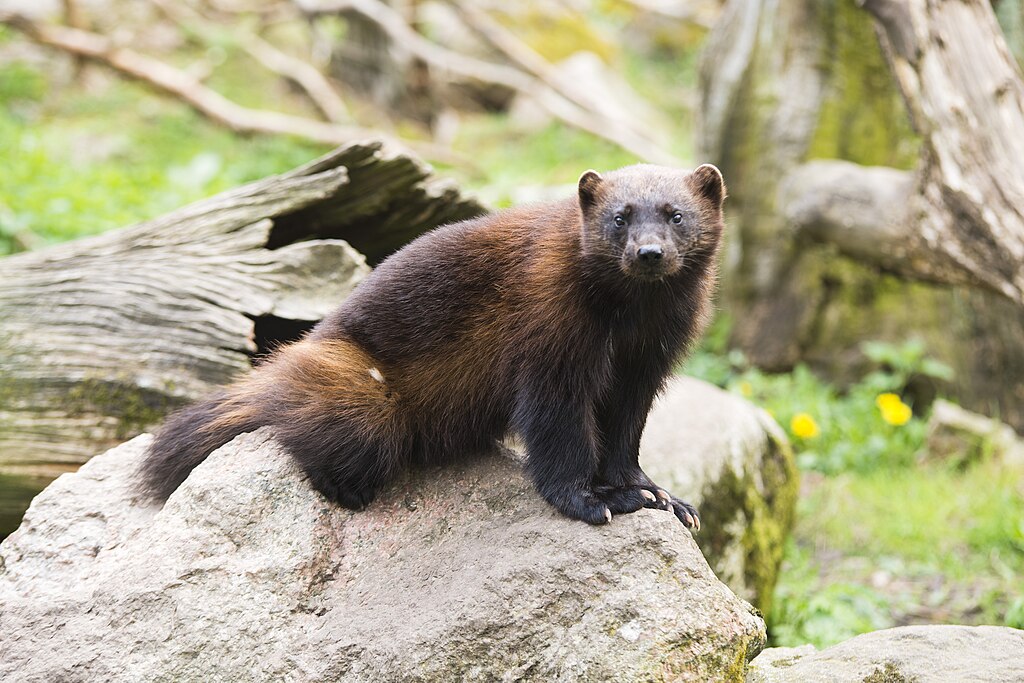 Wolverine in Sweden.jpg