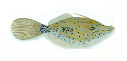 Artist representation of A. scriptus XRF-Aluterus scriptus.png