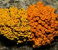 Xanthoria polycarpa і Xanthoria montana