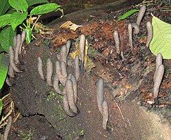 Xylaria polymorpha