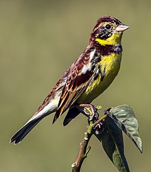 Banderines de pecho amarillo en Nepal 02 -Cropped.jpg