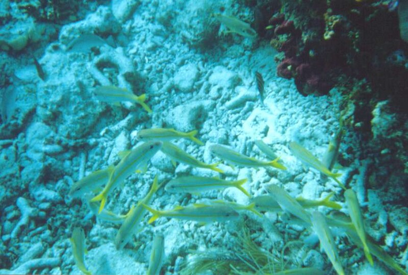 File:Yellowtail Snappers Molasses Reef 1999.jpg