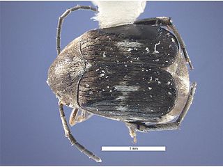 <i>Zabrotes subfasciatus</i> Species of beetle