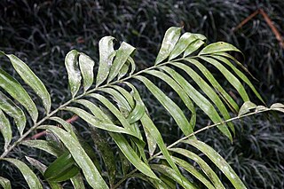 <i>Zamia acuminata</i> species of plant