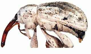 <i>Epimechus</i> Genus of beetles