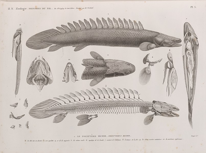 Pl.3 - 1. Le Polyptère bichir (Polypterus bichir) 2. sa tête vue en dessus, 3. son squelette, 4. os de la nageoire, 5. les mêmes isolés, 6. myologie de la bouche, 7. viscères de l'abdomen ; 8. l'estomac et le foie ; 9. les deux vessies natatoire ; 10. la mâchoire inférieure