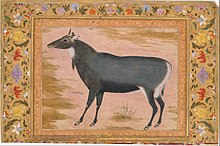 Nilgai by Ustad Mansur (fl. 1590-1624), who specialized in birds and animal studies for albums "Study of a Nilgai (Blue Bull)", Folio from the Shah Jahan Album MET DT4808.jpg