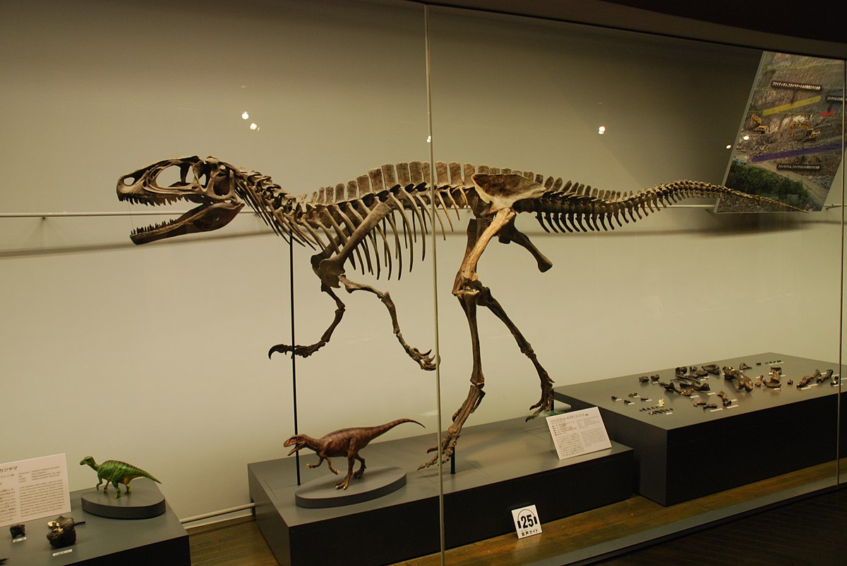 File フクイラプトルの全身骨格化石 Jpg 维基百科 自由的百科全书