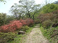 矢祭山のツツジ