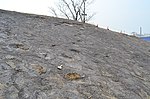 군산 산북동 공룡발자국과 익룡발자국 화석산지 (천연기념물 제548호).jpg