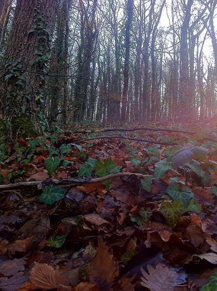 File:-Germia national park Prishtina- 2014-01-29 12-21.jpg