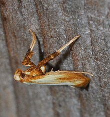 Macrophotograph of the moth Caloptilia murtfeldtella