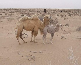 Chamelle et son chamelon.