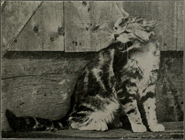 File:... The domestic cat; bird killer, mouser and destroyer of wild life; means of utilizing and controlling it (1916) (20804501309).jpg