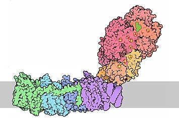 Серым цветом показана внутренняя мембрана митохондрии. Сверху — митохондриальный матрикс, снизу — межмембранное пространство.
