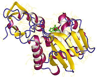 <span class="mw-page-title-main">RRNA N-glycosylase</span>