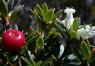 <i>Cyathodes straminea</i> Species of flowering plant