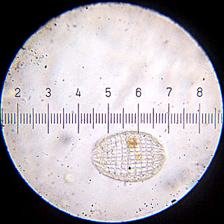 <span class="mw-page-title-main">Prostomatea</span> Class of single-celled organisms