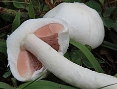 2012-07-11 Agaricus campestris Gruppe 236668.jpg