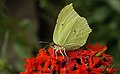 Zitronenfalter, Männchen - Gonepteryx rhamni