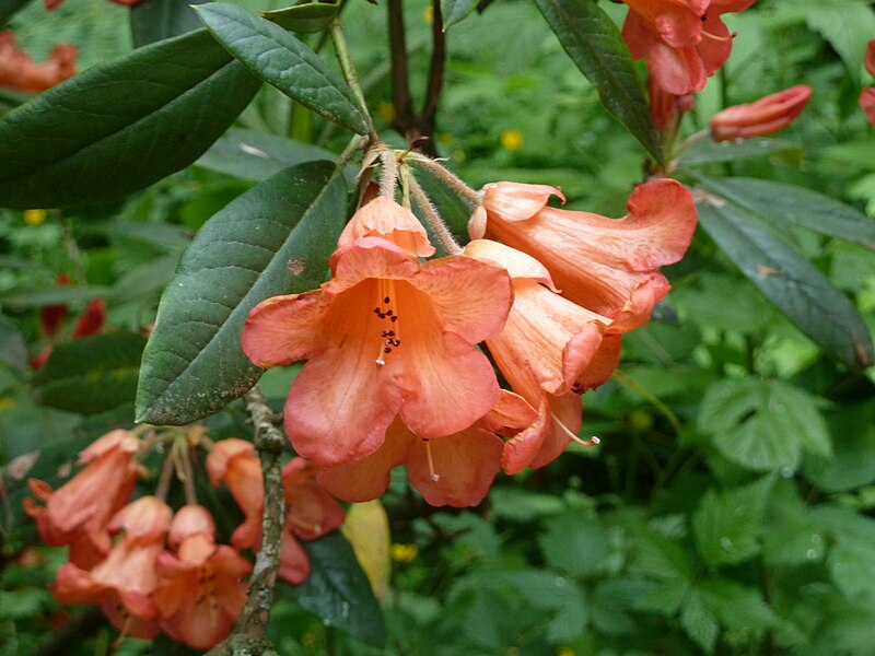 File:20120604 StanleyPkComox RhodoFabia Cutler P1240526.jpg