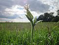 Silene latifolia (Weiße Lichtnelke)