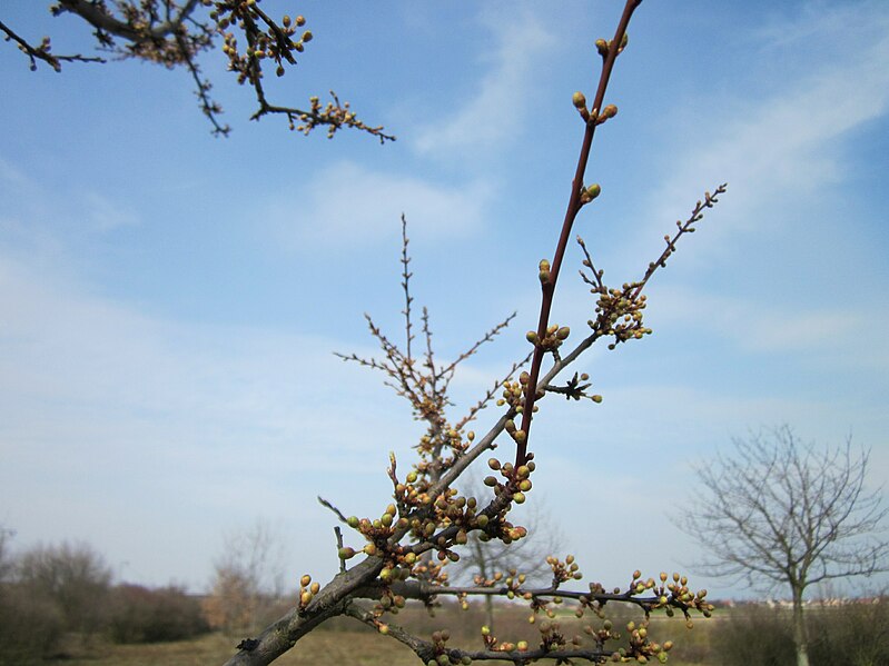 File:20130324Prunus cerasifera Reilingen3.jpg