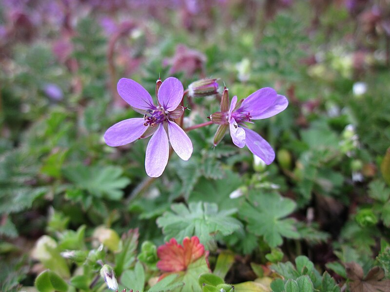 File:20130410Reiherschnabel Hockenheim.jpg