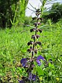 Wiesensalbei (Salvia pratensis)