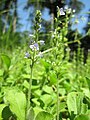 Veronica officinalis (Echter Ehrenpreis)