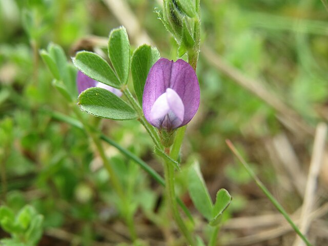 Description de l'image 20140407Vicia lathyroides1.jpg.