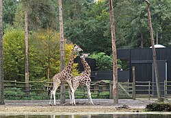 20151023ZooAfrt 02.JPG