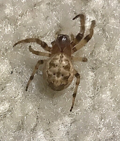 File:20180112 spider on carpet.jpg