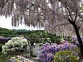 ☆あしかがフラワーパークの様々な藤の花