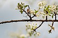 * Nomination A honeybee on a cherry blossom in the nature reserve Südliche Fröttmaninger Heide --FlocciNivis 17:44, 3 May 2023 (UTC) * Decline  Oppose foreground --Charlesjsharp 21:03, 3 May 2023 (UTC)