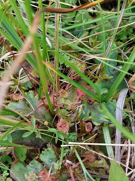 File:20230815 125454 Drosera rotundifolia L.jpg