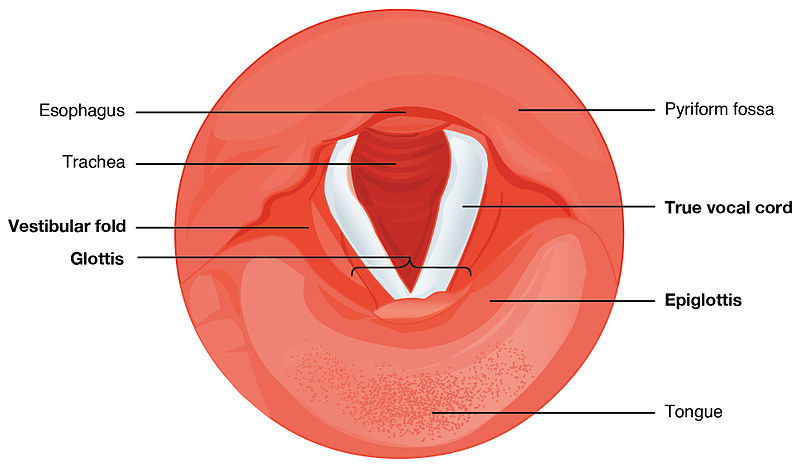 File:2307 Cartilages of the Larynx.jpg