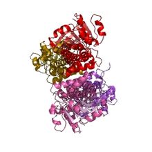 Modèle tridimensionnel de l'enzyme