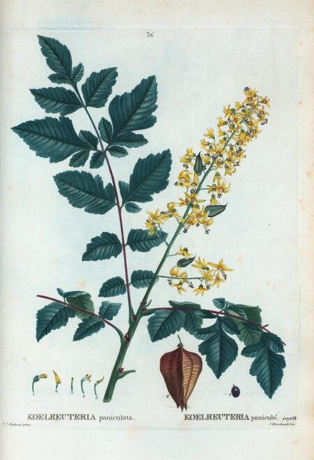 Tập_tin:36_Koelreuteria_paniculata_par_Pierre-Joseph_Redouté.jpg