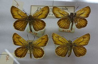 <i>Thymelicus leonina</i> Species of butterfly