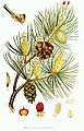 Pinus silvestris L.