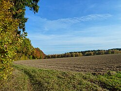 Edge of the woods (Upper Swabia)