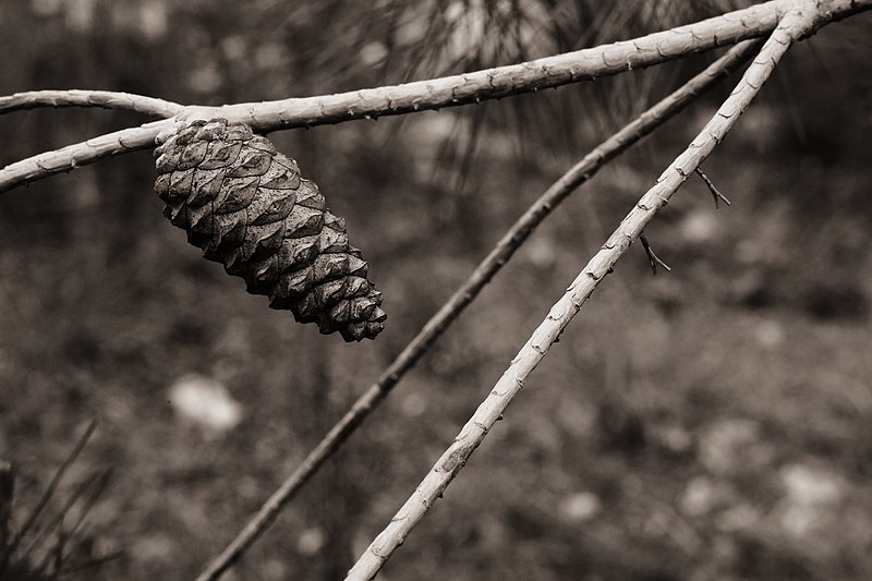 File:95133 pine cone PikiWiki Israel.jpg