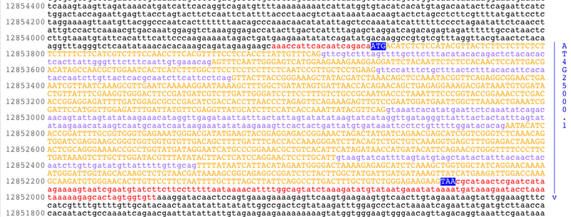 File:AMY1gene.png