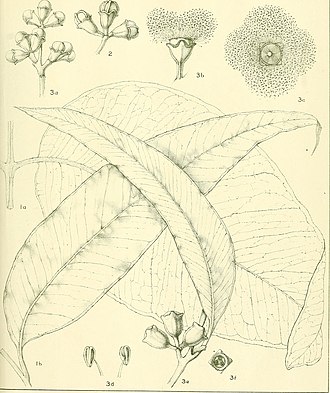 Illustration from Maiden's A Critical Revision of the Genus Eucalyptus A critical revision of the genus Eucalyptus (1903) (20524008050).jpg