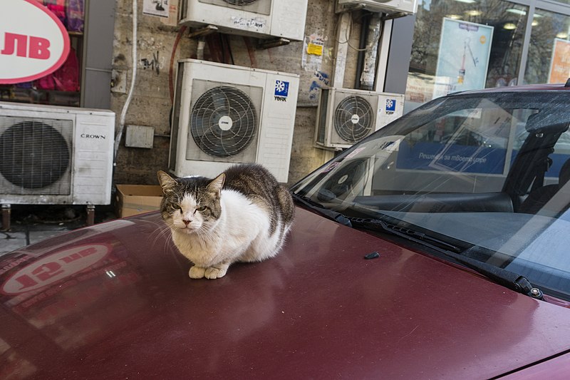 File:A feral cat in Varna, December, 2018-6.jpg