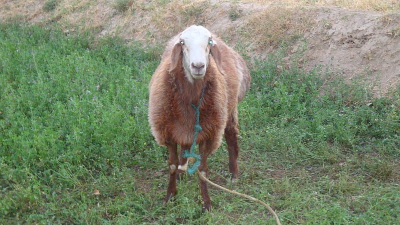 File:A sheep in kabul.jpg