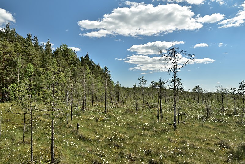 File:A swamp with an ecotrope.jpg