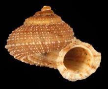 אבוטלה calliotropis shell.png