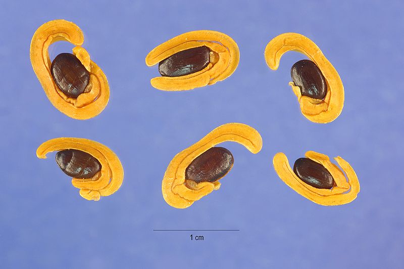 File:Acacia cyclops seeds.jpg